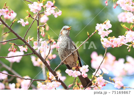 河津桜と口をあけてさえずるヒヨドリ 河津桜と口をあけてさえずるヒヨドリ 75169867