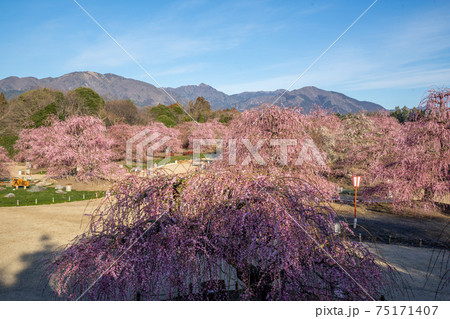 三重県鈴鹿市 鈴鹿の森庭園のしだれ梅の木々の眺望と鈴鹿山脈 75171407