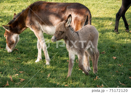 Young donkey in a field on a farm Young donkey in a field on a farm 75172120