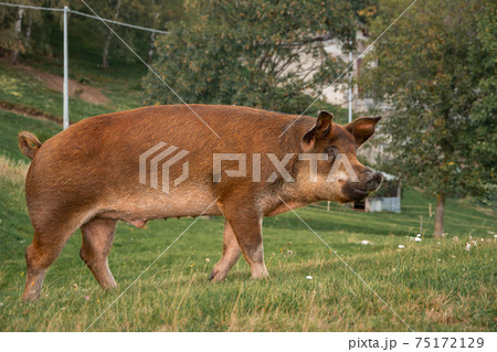 pig on a field of a farm pig on a field of a farm 75172129
