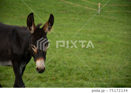 Donkey in a field on a farm Donkey in a field on a farm 75172134