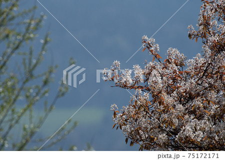 White flowering trees in spring in Europe White flowering trees in spring in Europe 75172171