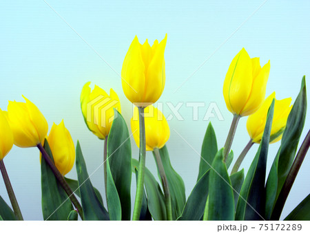 Yellow blossom tulips flowers with light blue color background. Yellow blossom tulips flowers with light blue color background. 75172289
