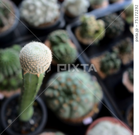 Small single towering cactus in pot with blurred background, cacti desert plant. Natural potted botany garden. Nature, greenery, botany backdrop or garden concept. Small single towering cactus in pot with blurred background, cacti desert plant. Natural potted botany garden. Nature, greenery, botany backdrop or garden concept. 75172292