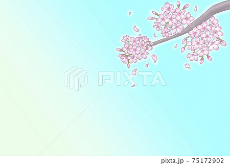 桜　枝　背景　和風　美しい　水色　青空 75172902