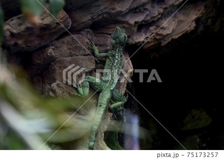 Green basilisk in the forest Green basilisk in the forest 75173257