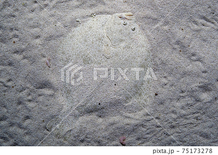 Turbot flat fish hiding in the sand 75173278