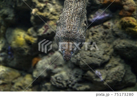 eel mooray portrait 75173280