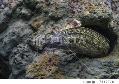 eel mooray portrait 75173281
