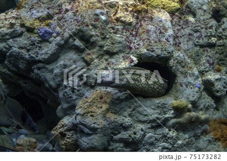 eel mooray portrait 75173282