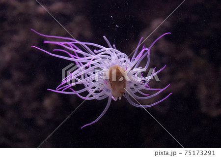 mediterranean sea anemone pink fluorescent 75173291