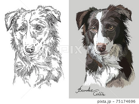 Vector illustration portrait of dog border collieのイラスト素材