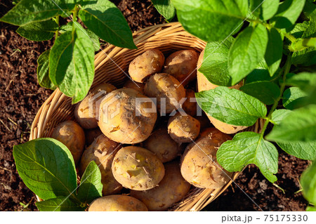 Raw  potato in basket on a bed. 75175330