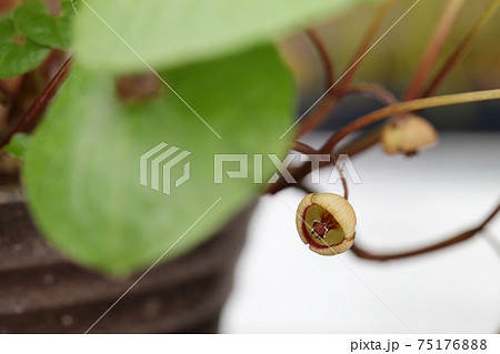 フタバアオイの花 75176888