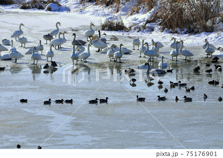 宮城県　凍結した伊豆沼のハクチョウとマガンの群れ 75176901
