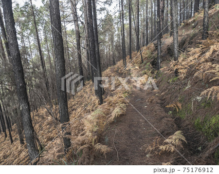Mysterious foggy forest at Nature park Tamadaba year after wildfire, partially burnt Canary pine tree with dry orange fern on forest flor, selective focus. Gran Canaria, Canary Islands, Spain. 75176912