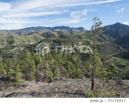 Green hills and forest mountains, landscape of Tamadaba natural park. Gran Canaria, Canary Islands, Spain 75176917