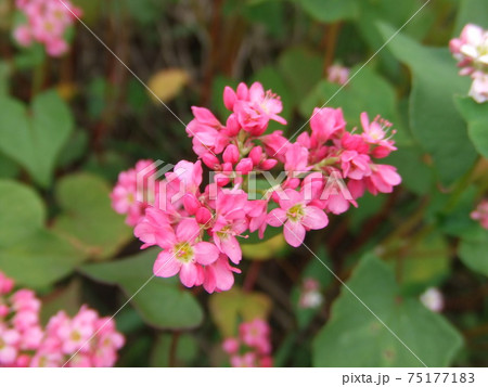 珍しいピンクのそばの花 珍しいピンクのそばの花 75177183