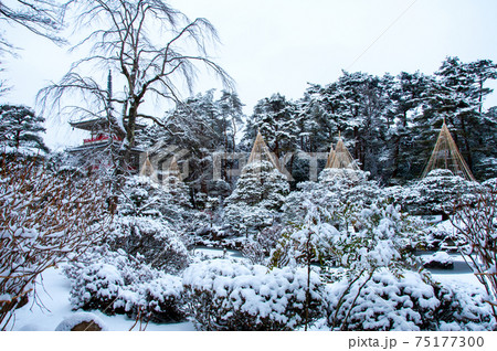 仙台 北山 輪王寺の日本庭園 三重塔と雪吊り 仙台 北山 輪王寺の日本庭園 三重塔と雪吊り 75177300