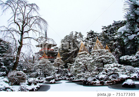 仙台　北山　輪王寺の日本庭園　三重塔と雪吊り 75177305