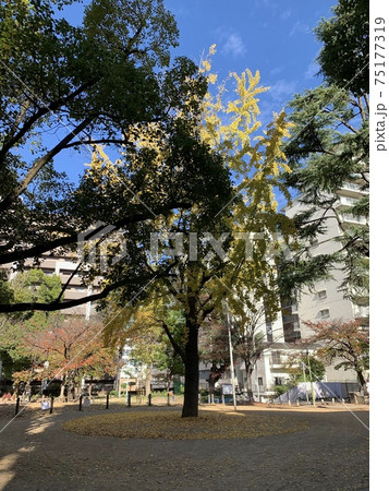 秋の公園、一本の木 75177319