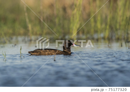 Black headed Duck, Patagonia, Argentina 75177320