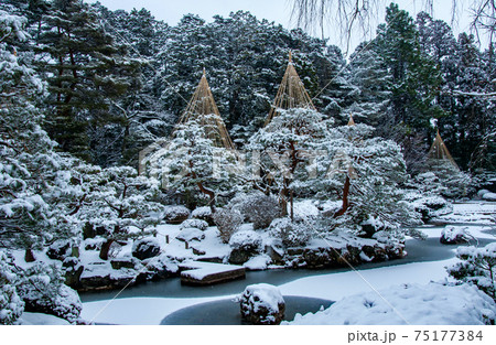 仙台　北山　輪王寺の日本庭園　雪吊り 75177384