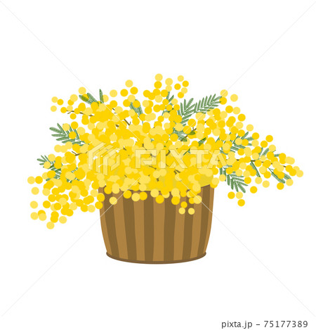 ミモザの花のイラスト素材