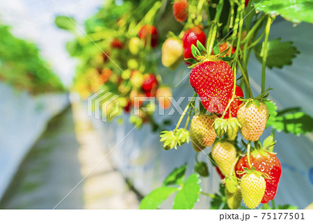 赤く実ったイチゴの果実 ハウスの苺 いちご狩り 宮城県山元町の写真素材