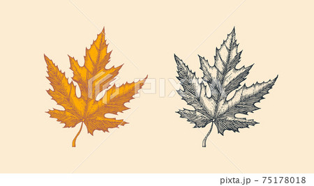 Autumn leaves or herb. Rustic decorative Maple plant. Vector illustration. Engraved hand drawn in Autumn leaves or herb. Rustic decorative Maple plant. Vector illustration. Engraved hand drawn in 75178018