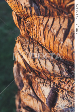 Close-up photo of bark of palm tree in sunset light. The sun shines on textured trunk of tropical tree. 75178129