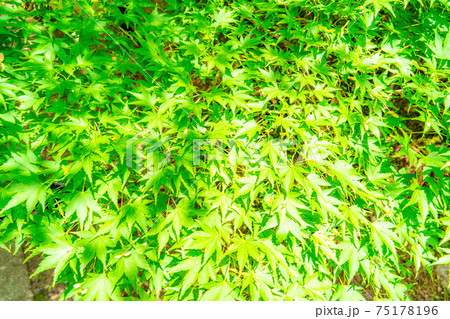 初夏の香嵐渓の新緑 【愛知県】 初夏の香嵐渓の新緑 【愛知県】 75178196