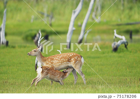 授乳中のエゾシカ親子（北海道） 75178206