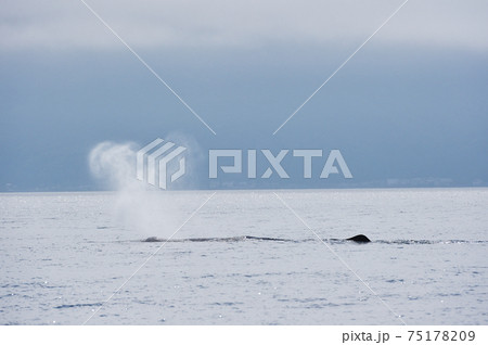 マッコウクジラの潮吹き(北海道・羅臼沖) マッコウクジラの潮吹き(北海道・羅臼沖) 75178209