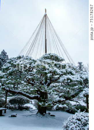 仙台 北山 輪王寺の日本庭園 雪吊り 仙台 北山 輪王寺の日本庭園 雪吊り 75178267