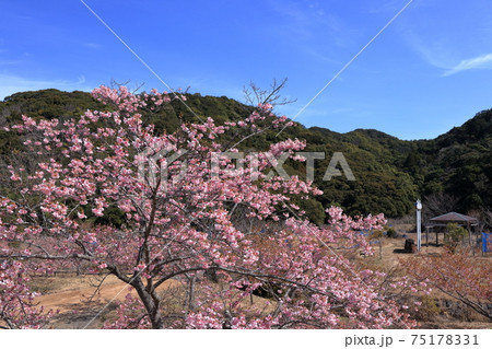 早春の室戸広域公園　大漁桜　（高知県　室戸市）	 75178331