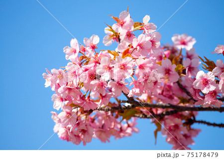 東京都　旧中川の河津桜　 75178479