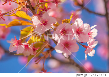 東京都　旧中川の河津桜　 75178481