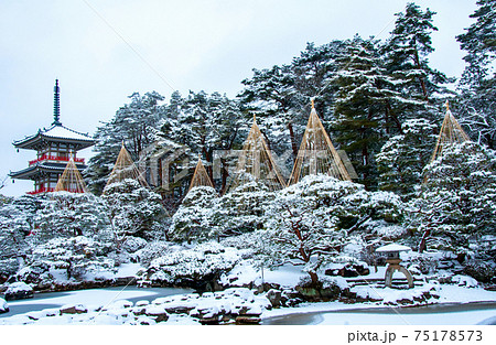 仙台 北山 輪王寺の日本庭園 三重塔と雪吊り 仙台 北山 輪王寺の日本庭園 三重塔と雪吊り 75178573