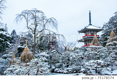 仙台　北山　輪王寺の日本庭園　三重塔と雪吊り 75178574