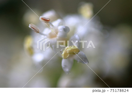 梅雨の雨の森に咲くネズミモチの白い花の写真素材