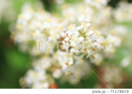 初夏新緑の森に咲くネズミモチの白い花の写真素材