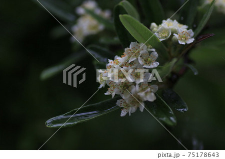 雨の森に咲く初夏の花ピラカンサの白い花の写真素材