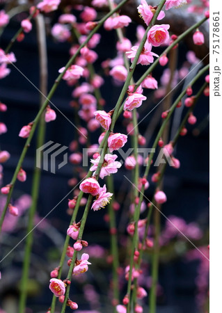 枝垂れ梅 華やかさ 早春 (高知城 梅の段) 枝垂れ梅 華やかさ 早春 (高知城 梅の段) 75178661