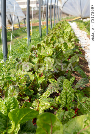 Red chard grown in a greenhouse 75178697