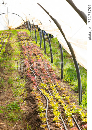 Young lettuce plants grown in a greenhouse to grow earlier in the season Young lettuce plants grown in a greenhouse to grow earlier in the season 75178706