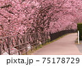 河津桜の並木 75178729
