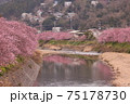 河津桜 75178730