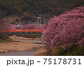 河津の桜 75178731