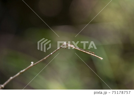 ホソミオツネントンボ ホソミオツネントンボ 75178757